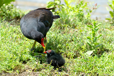 Gallinella d'acqua adulta con pullo