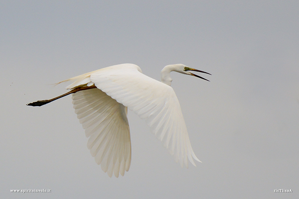 Airone bianco maggiore in volo nel cielo