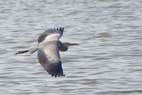 Airone cenerino in volo sul mare