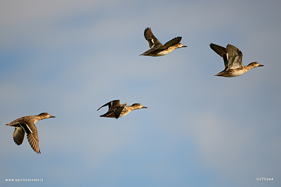 Gruppo di Alzavole in volo nel cielo