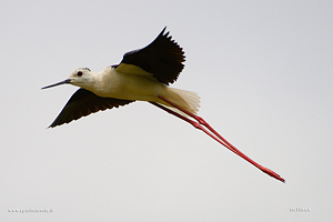 Cavaliere d'Italia in volo nel cielo