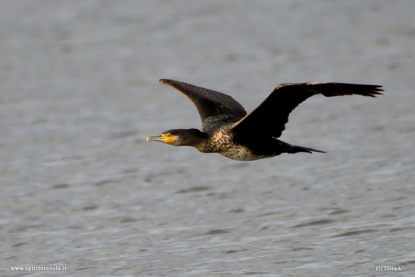 Cormorano in volo sul mare