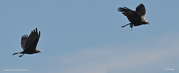 Coppia di Falco di palude in volo nel cielo