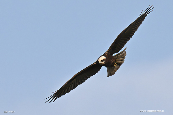 Falco di palude in volo nel cielo