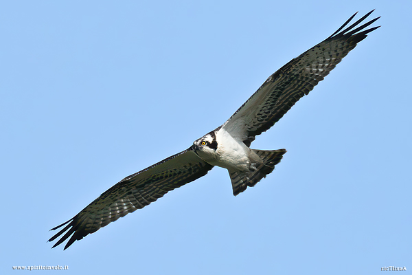 Falco pescatore in volo nel cielo