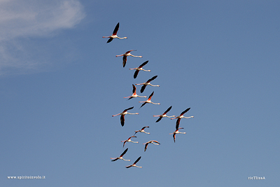 Gruppo di Fenicotteri in volo nel cielo