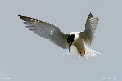 Fraticello in volo nel cielo