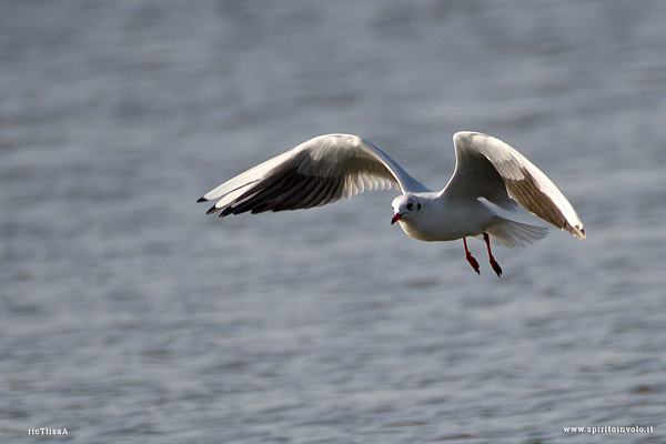 Gabbiano comune in volo su mare