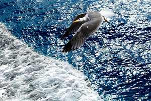 Gabbiano reale mediterraneo in volo su mare