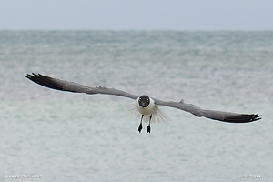 Gabbiano sghignazzante in volo sul mare