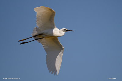 Garzetta in volo nel cielo