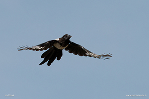 Gazza in volo nel cielo