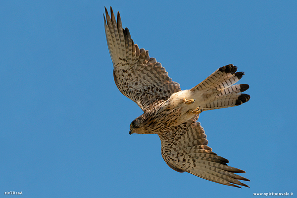 Gheppio in volo nel cielo