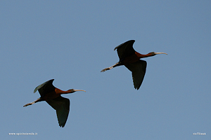 Coppia di Mignattaio in volo nel cielo