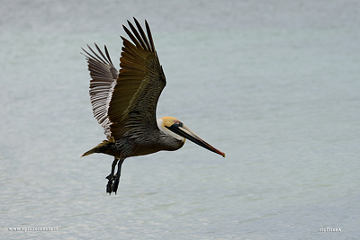 Pellicano bruno in volo sul mare