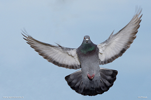 Piccione torraiolo in volo nel cielo