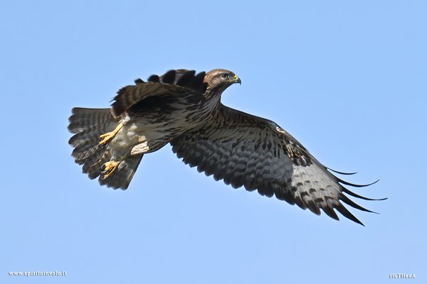 Poiana in volo nel cielo