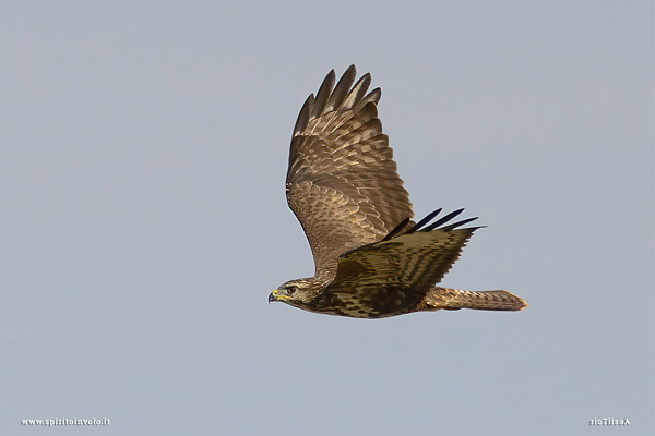 Poiana in volo nel cielo