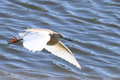 Sgarza ciuffetto in volo nel cielo