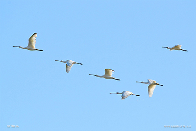 Gruppo di Spatole in volo nel cielo