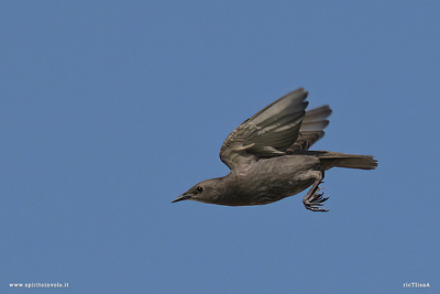 Giovane Storno in volo nel cielo