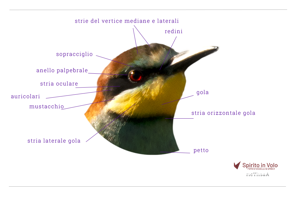 Fotografia testa di uccello con nomi di strie e linee