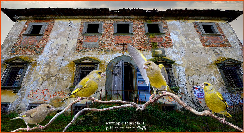 Casa abbandonata con uccelli su un ramo