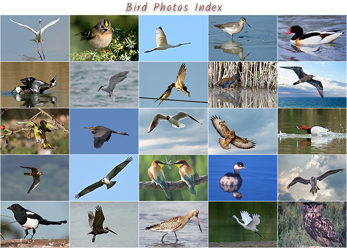 Bird photographs