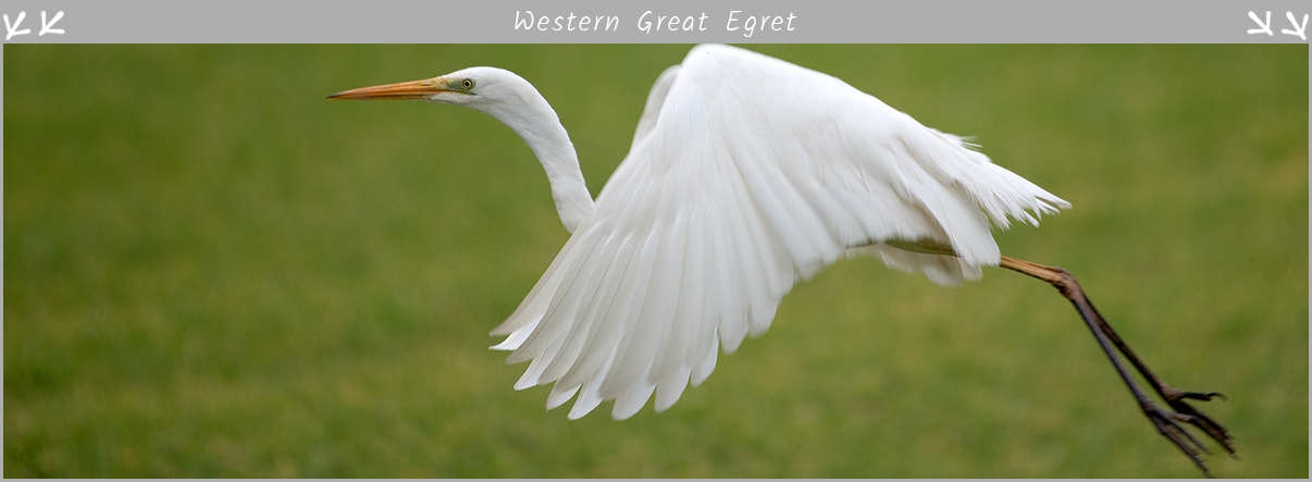 Western Great Egret