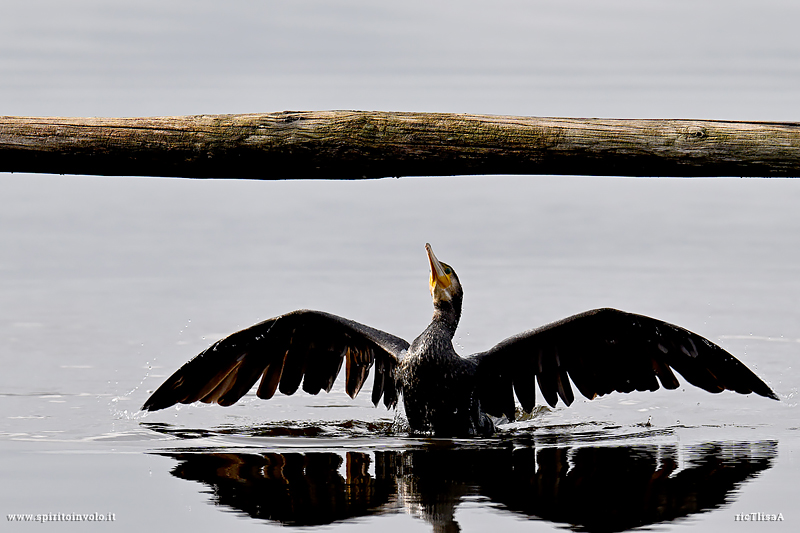 Cormorano in acqua