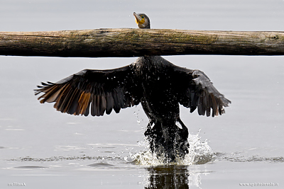 Cormorano vola su un posatoio