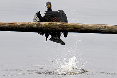 Cormorano atterra sul posatoio