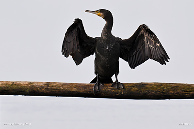 Cormorano con ali distese sul posatoio