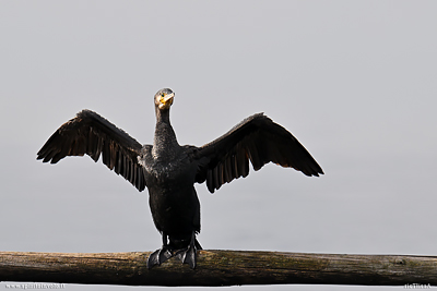 Cormorano con ali aperte