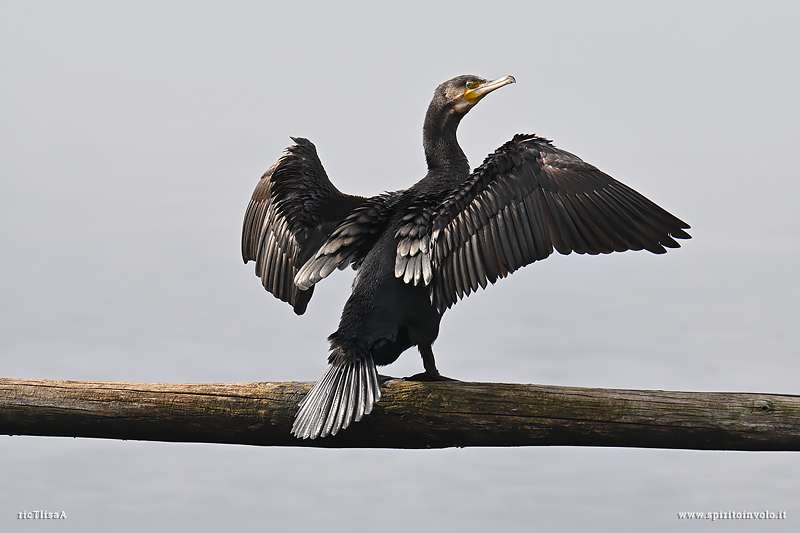 Cormorano distende le ali per asciugarle