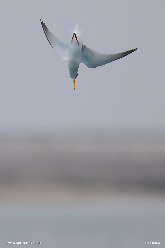 Fraticello in picchiata verso il mare