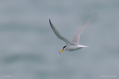 Fraticello in volo con pesce nel becco