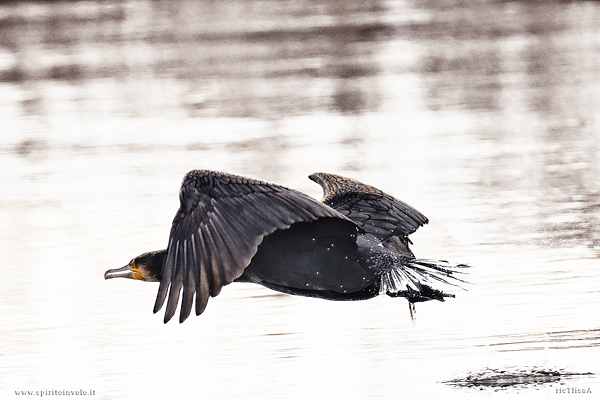 Foto high-key di Cormorano in volo sul mare