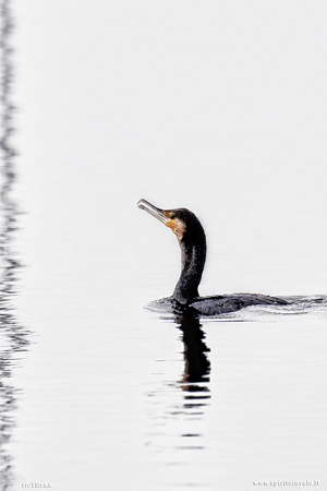 Foto high-key di Cormorano in mare