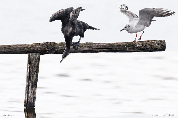 Foto high-key di Gabbiano comune e Cormorano su un posatoio