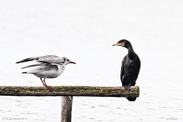 Foto high-key di Gabbiano comune e Cormorano su un posatoio