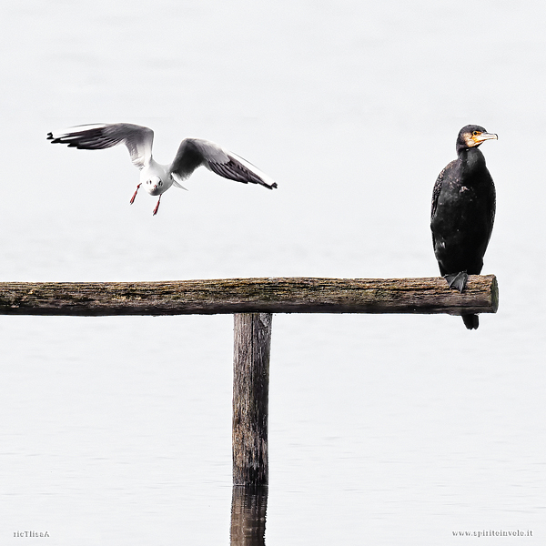 Foto high-key di Gabbiano comune e Cormorano su un posatoio