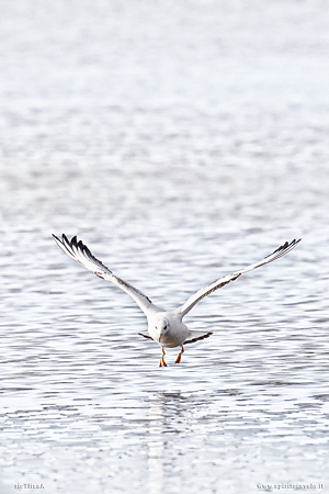 Foto high-key di Gabbiano comune in volo sul mare