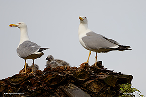 Fotografia di coppia di Gabbiano Reale Mediterraneo nel nido