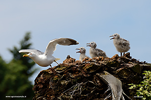 Fotografia di Gabbiano Reale Mediterraneo spicca il volo dal nido