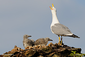 Fotografia di Gabbiano Reale Mediterraneo con pulli nel nido