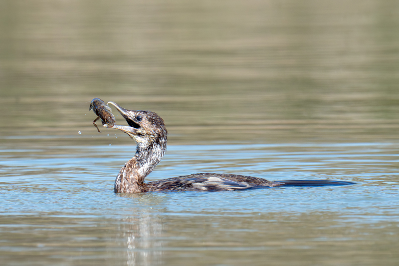Marangone minore lancia in aria un gambero