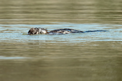 Marangone minore si immerge nel lago