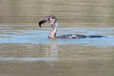 Marangone minore con gambero nel becco