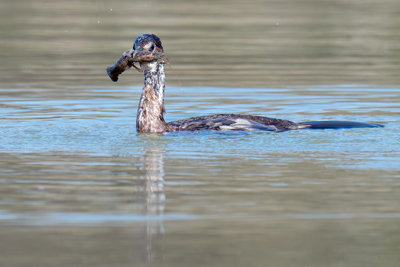 Marangone minore con gambero nel becco